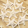 SKOOLOVE 10PCS Natural Starfish Mixed, Finger Starfish and Bread Starfish