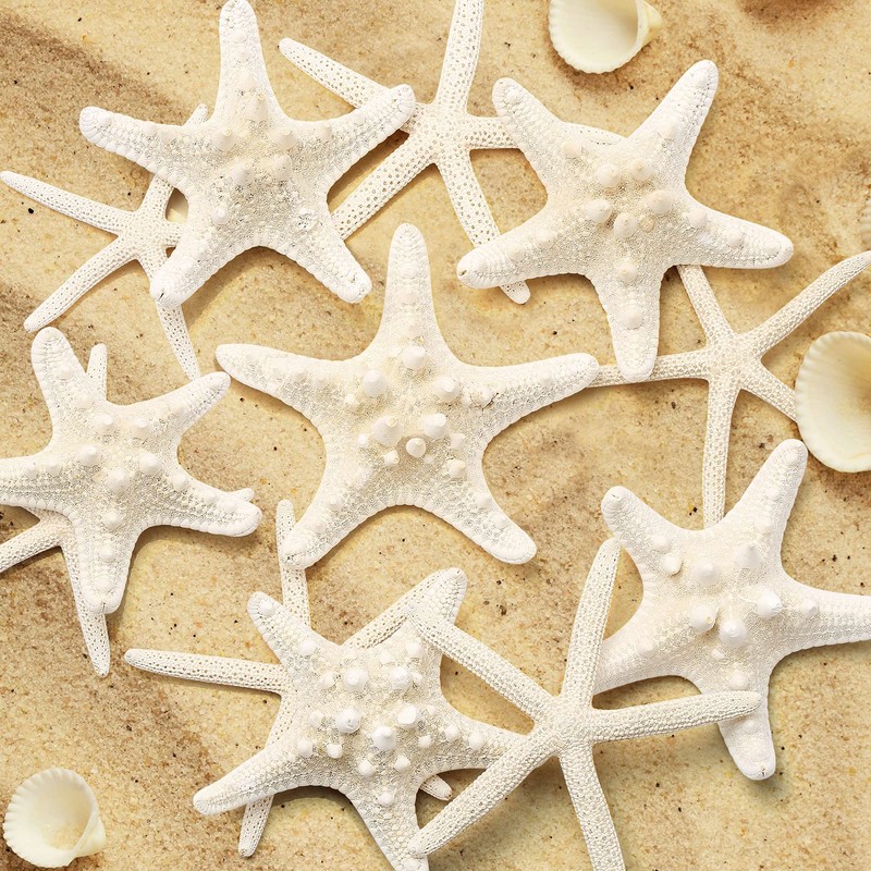SKOOLOVE 10PCS Natural Starfish Mixed, Finger Starfish and Bread Starfish