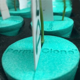 PermaClone Cloning Collars 1.8" (46mm) - Lasts 5+ Years, Eco-Friendly, Sterilizable and Easy to Microwave Clean Hydroponic Foam Collar Inserts - 20 Pack