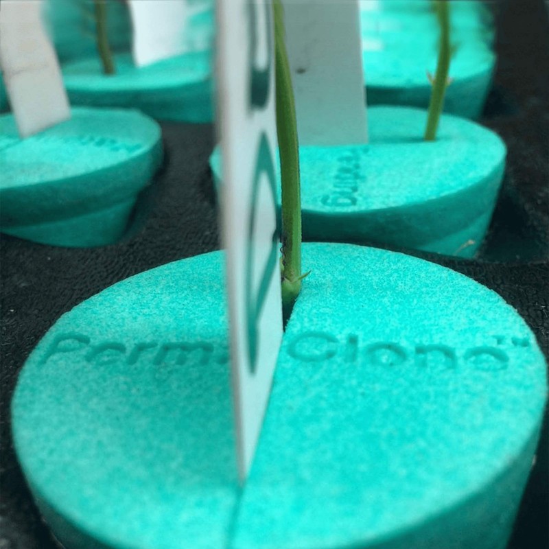 PermaClone Cloning Collars 1.8" (46mm) - Lasts 5+ Years, Eco-Friendly,