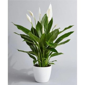 Peace Lily – Live Indoor Plant with White Blooms, Easy-Care Air-Purifying Houseplant for Home & Office Décor (Small/White Ceramic Pot)