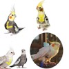 FORZENA Birds Adjustable Harness and Leash, Parrot Outdoor Flying Training