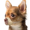 Mayerzon Short Snout Dog Muzzle, Small Muzzle for Chihuahua Shih