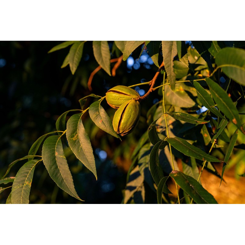 In-Shell Georgia Pecans 5 lb