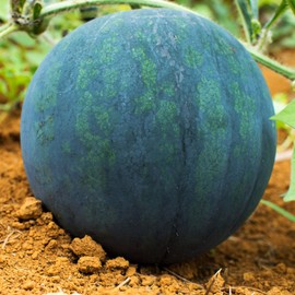 Watermelon Seeds - Black Diamond - 1 Lb ~6,400 Seeds - Citrullus lanatus - Farm & Garden Vegetable/Fruit Seeds - Non-GMO, Heirloom, Open Pollinated, Annual
