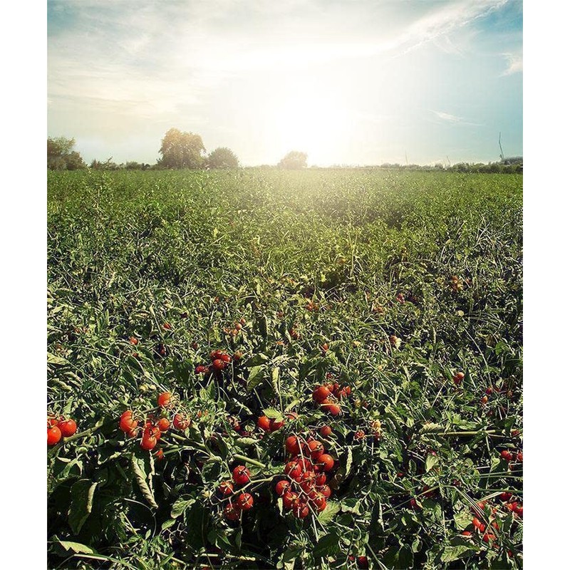 KYKNOS Double Concentrate Tomato Paste 410 g (Pack of 2)