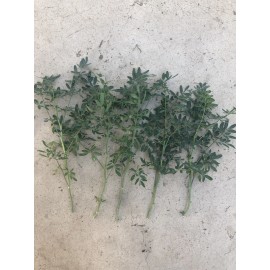 Rue 5pcs Fresh Common Rue Cutting Ruta graveolens Herb of Grace Ready To Plant