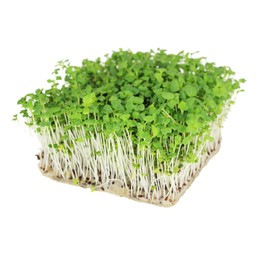 Mizuna Mustard Seeds: 1 g Packet ~400 Seeds - Non-GMO, Heirloom Japanese Mustard Microgreens Seeds - Micro Herb Greens