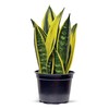 Live Snake Plant, Sansevieria Golden Flame, Plant Lover Gift, Housewarming