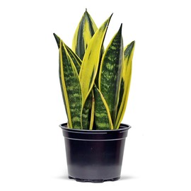 Live Snake Plant, Sansevieria Golden Flame, Plant Lover Gift, Housewarming Gift, Indoor Potted Variegated Plant, Office Gift, Birthday Gift, Thank You Gift; Get Well Gift in 6" Pot