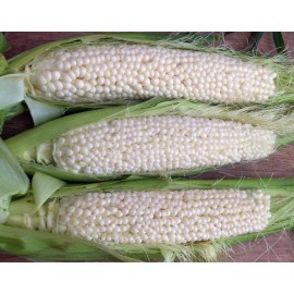 Southeast Seeds Country Gentleman Sweet Corn Seeds, White Shoepeg Corn, Heirloom, FREE SHIPPING - 1600 Seeds or 1/2 LB