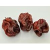 Jamaican Chocolate Habanero Pepper Seeds 10+ Seeds