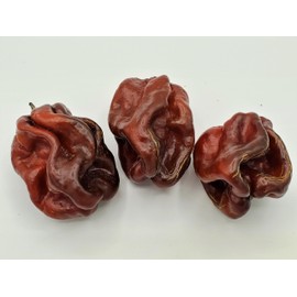 Jamaican Chocolate Habanero Pepper Seeds 10+ Seeds