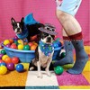 K. Bell Socks Men's Funny Animal Novelty Crew Socks, White