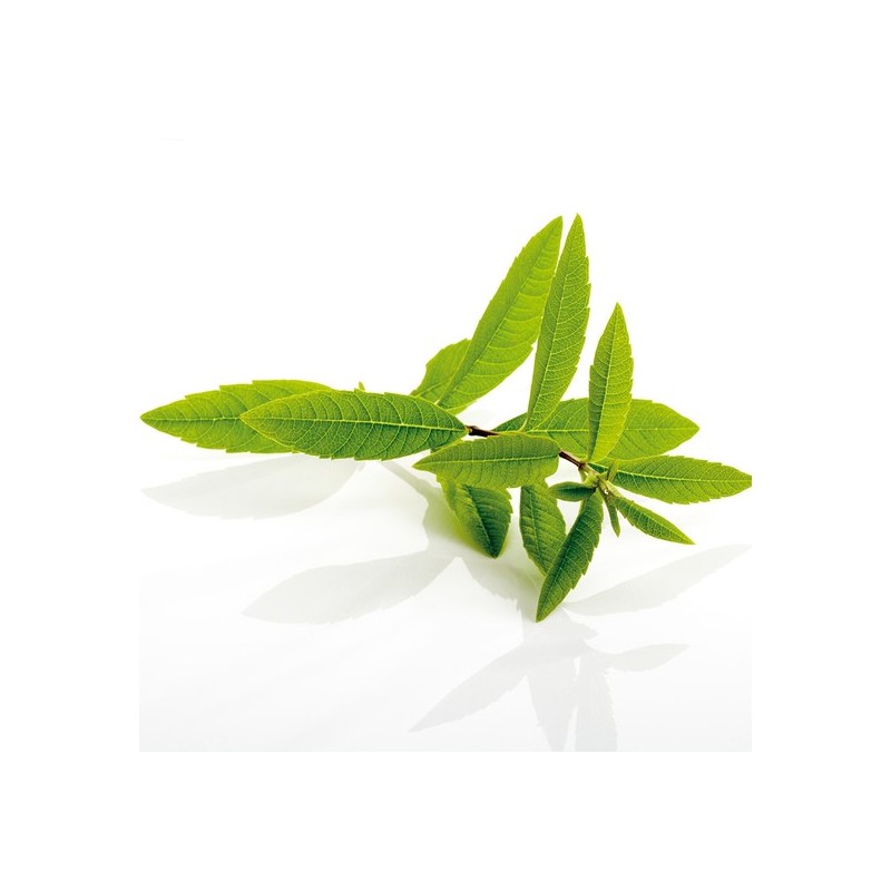 Lemon Verbena Extract Complex Tablets, 120 tablets (5 bottles) /