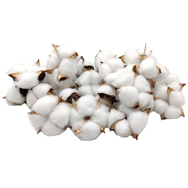 Aisamco Cotton Capsules, Pack of 30 Dried Cotton Balls in Natural Colour, White Cotton Branch Sticks, Perfect for Wreaths, Home, Crafts, Gift, Farmhouse Style Decorations