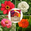 Zinnia Seeds - California Giants Mix - Large 1 Ounce