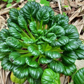 Tatsoi Seeds Asian Greens Mustard Heirloom (500 Seeds) - Non-GMO - Always Fresh Seeds! - Planting Seeds for Home Vegetable Garden