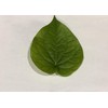 Fresh Betel Leaf, Paan, Piper Betel (15) NOT A Plant