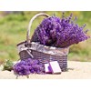 Seeds Lavender Herbs Garden for Planting Non GMO
