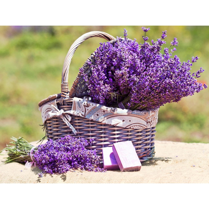Seeds Lavender Herbs Garden for Planting Non GMO