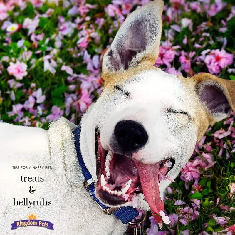 Kingdom Pets Duck Jerky Dog Treats with Only 3 Ingredients