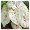 Florida Fantasy Caladium - One Top Size Bulb - Bright