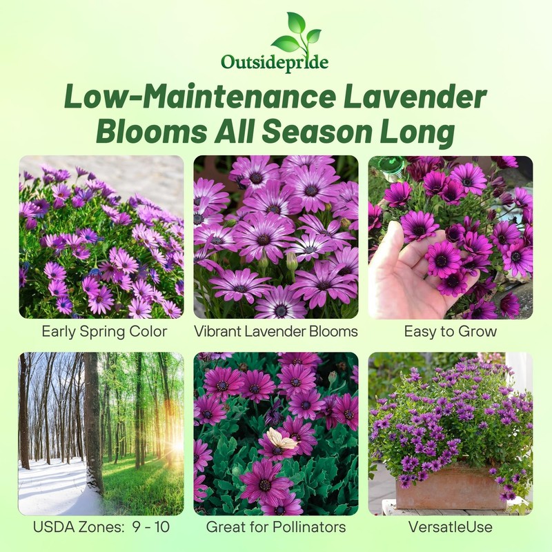 Outsidepride Lavender Osteospermum African Daisy Seeds - 20 Pcs. Perennial