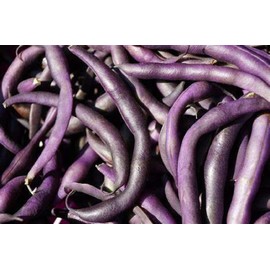 Royal Burgundy Bush Bean Seeds - 200 Count Seed Pack - Non-GMO - Eye-catching and Quick to Pick, These Beans are a Great Addition to Any Garden. - Country Creek LLC