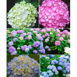 Mixed Hydrangea Flowers Seeds Flower Rare Exotic Ball Bloom Germination Bush Plants Beautiful Smell Garden Decor Home Perennial 30pcs