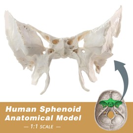 Benilev Human Sphenoid Anatomical Model, Life Size, Presenting Complete Cracks, Pores, and Bony Protrusions, Suitable for Medical Teaching, Training, and Anatomical Research