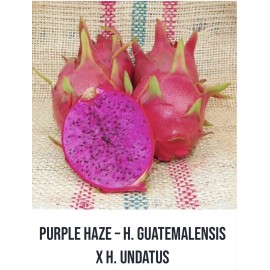 Unbranded Dragon Fruit '' Purple Haze  Pitaya Rare Live Cutting Type 14 inch