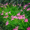Votaniki Zephyranthes Robustus (Pink Rain Lily) XXL Top Size Bulbs