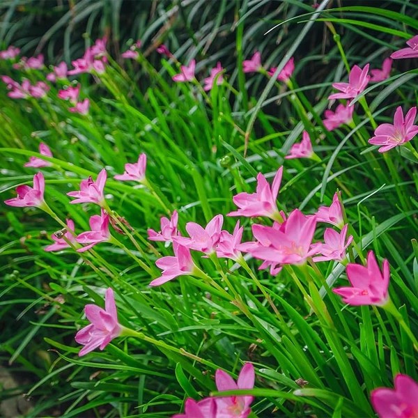 Votaniki Zephyranthes Robustus (Pink Rain Lily) XXL Top Size Bulbs