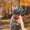 OHCOZZY Dog Muzzle, Basket Muzzle for Small, Medium and Large