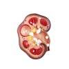 Bio Life CHANCA PIEDRA PARA LOS CALCULOS Y MAS