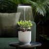 Grow Lights for Indoor Plants Small Potted - Full Spectrum,