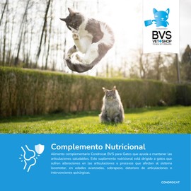 Barakaldo Vet Shop | Chondrocat BVS für Katzen | Hilft bei der Erhaltung der gesunden Gelenke von Katzen, die an Gelenken leiden, fortgeschrittenes Alter oder Übergewicht | 1 Stück x 30 g
