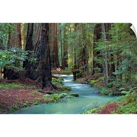 CANVAS ON DEMAND Redwood Forest II Wall Decal, Tree Artwork