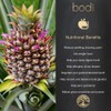 bodi : Bromelain Powder 2400gdu Extract | 2oz to 5lb