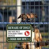 Beware of Dog Sign Do Not Put Finger Thru Fence.