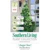 Angyo Star Fatshedera (3 Gallon) Evergreen Vine with Variegated Green