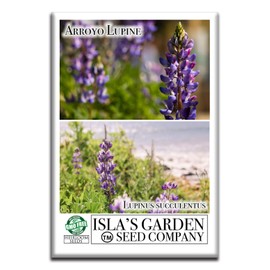 Arroyo Lupine Flower Seeds, 100 Heirloom Seeds Per Packet, Non GMO Seeds, Botanical Name: Lupinus succulentus, Isla's Garden Seeds