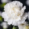 Eden Brothers Carnation Seeds - Jeanne Dionis