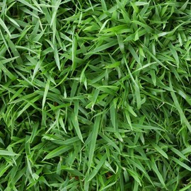 Empire Zoysia Grass Seeds Zoysia Empire Grass Seeds Zoysia Grass Seeds 1/8lb