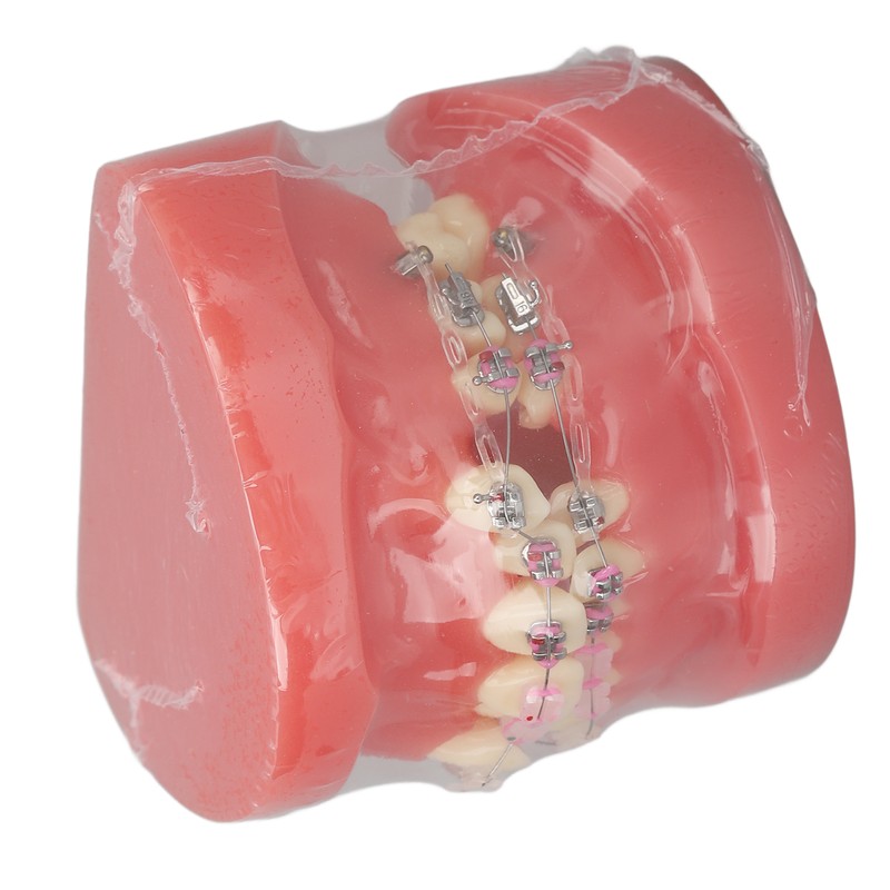 Demonstration Orthodontics Dental Model Disassembled Resin Teeth Model for Teaching