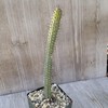 Euphorbia baioensis Cacti Cactus Succulent Real Live Plant