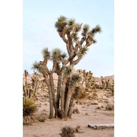 Yucca Brevifolia Joshua Tree, 10 Seeds by Seeds2Go