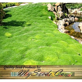 IRISH MOSS SEEDS, Sagina subulata, Heath Pearlwort, Perfect In Garden, Lawn Substitue or In-Between Stones, Groundcover Heath Pearlwort, Zones 4-10 - By MySeeds.Co (10000 Seeds)