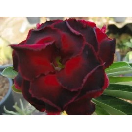Fresh Adenium Obesum - Desert Rose - "Lucknirun" - 5 Fresh Seeds     (#9)